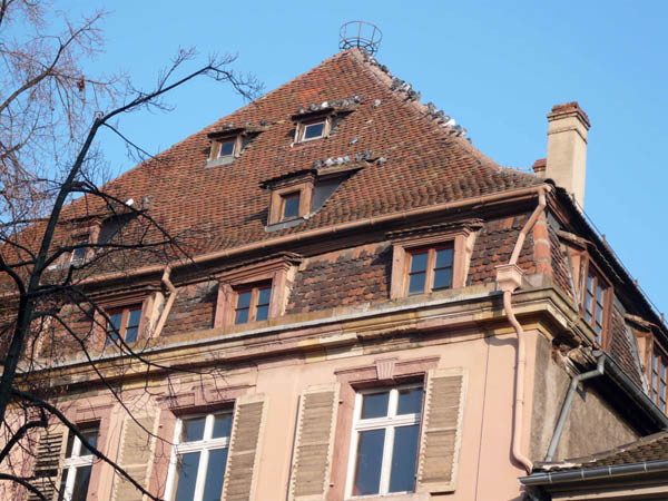Colmar_pieu-pour-pigeons_www